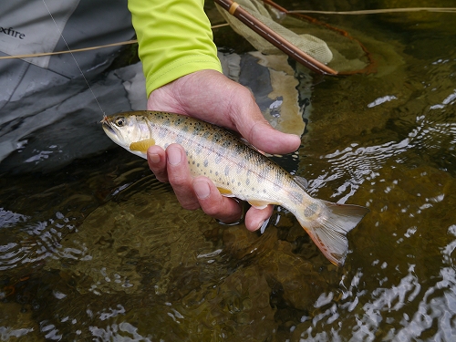 sinjyo0618c.jpg