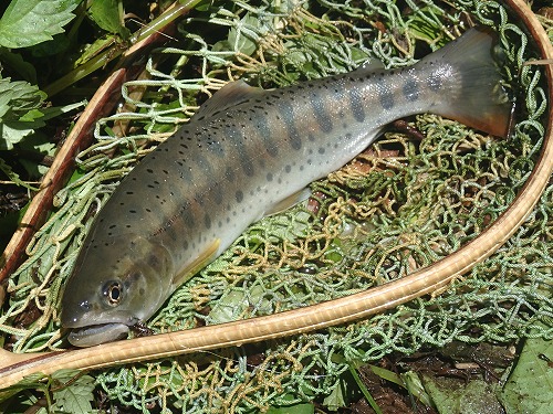 sz0721a.jpg