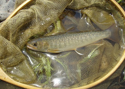 takayama0429b.jpg
