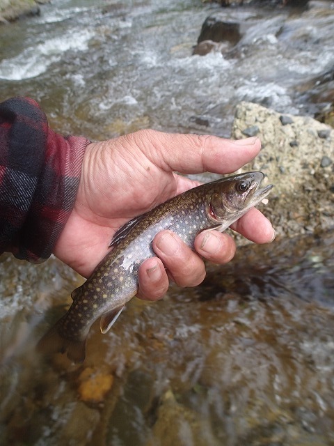 ti0705a.jpg
