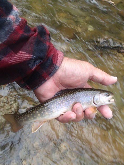 ti0705b.jpg
