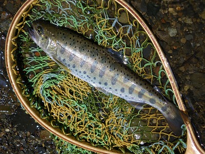 waku0626c.jpg