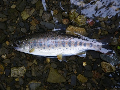 waku0626d.jpg