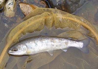 yamame0324.jpg