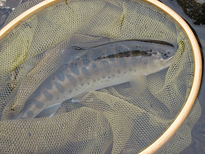 yamame0430.jpg