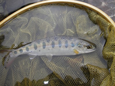 yamame0507.jpg