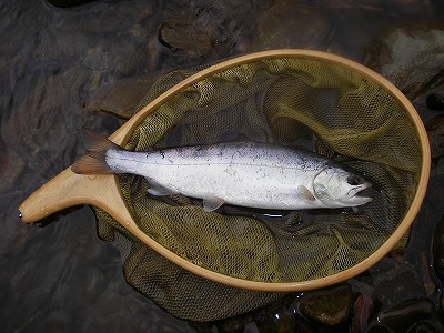 yamame0611.jpg