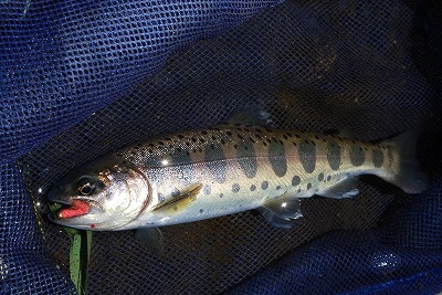 yamame0616.jpg
