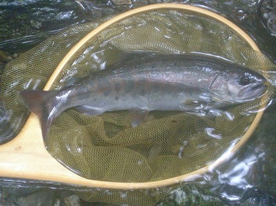 yamame0721.jpg