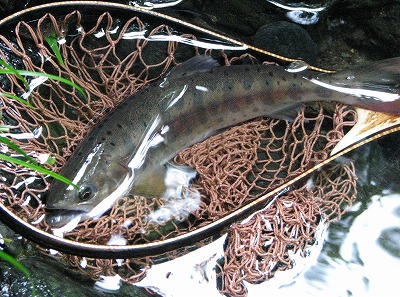 yamame0721s.jpg