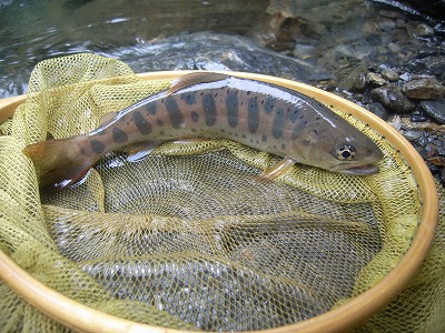 yamame0722.jpg