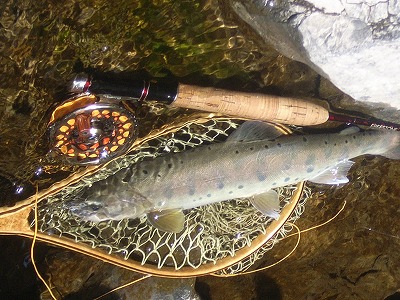 yamame0806.jpg