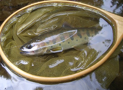 yamame0819.jpg