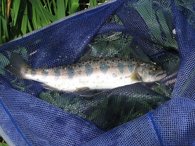 yamame10504.jpg
