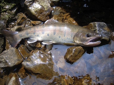yamameh0806.jpg