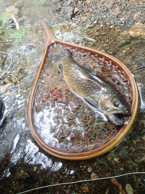yukawa0608f.jpg