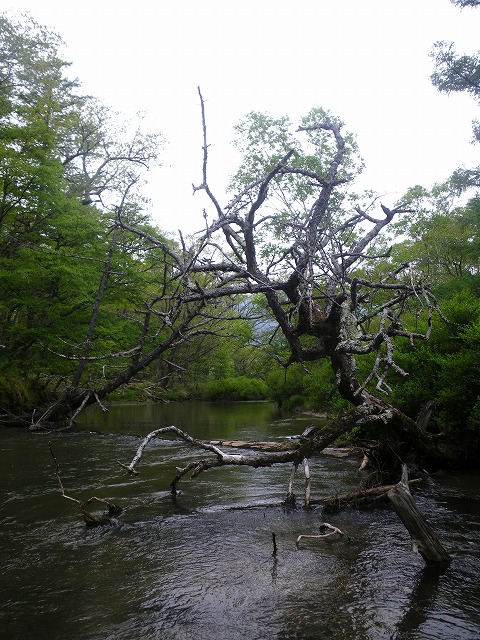 yukawa0612f.jpg