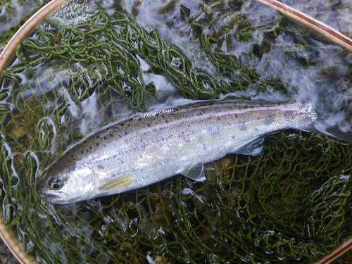 yukawa0612y.jpg