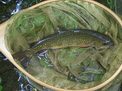yukawa0630c.jpg