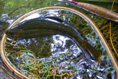 yukawa0828d.jpg